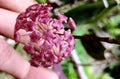 Hoya flower like ball, red pink. Background