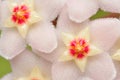 Hoya Flowers