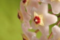 Hoya Flowers