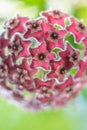 Hoya flowers while blooming in pink and purple Royalty Free Stock Photo