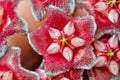 Hoya flowers (Hoya carnosa) macro