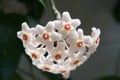 Hoya (Hoya carnosa) flower cluster Royalty Free Stock Photo