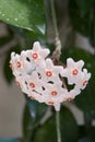 Hoya (Hoya carnosa) flower cluster Royalty Free Stock Photo