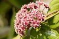 Hoya Hoya parasitica Roxb. Wall. Ex. Wight flowers. Royalty Free Stock Photo