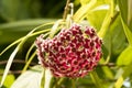 Hoya Hoya parasitica Roxb. Wall. Ex. Wight flowers. Royalty Free Stock Photo