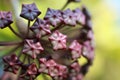 Hoya Imperialis Flower.