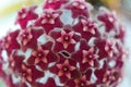 Hoya Imperialis Flower.