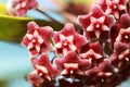 Hoya Imperialis Flower.