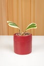 Hoya Kerri variegated. Heart shape plant isolated on a fabric curtains background.