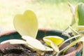 Hoya kerrii Craib in pot (Heart shaped plant), Sweetheart Hoya Royalty Free Stock Photo