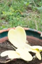 Hoya kerrii Craib in pot (Heart shaped plant), Sweetheart Hoya Royalty Free Stock Photo