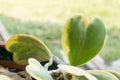 Hoya kerrii Craib in pot (Heart shaped plant), Sweetheart Hoya Royalty Free Stock Photo