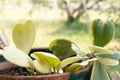 Hoya kerrii Craib in pot (Heart shaped plant), Sweetheart Hoya Royalty Free Stock Photo