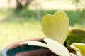 Hoya kerrii Craib in pot Heart shaped plant, Sweetheart Hoya Royalty Free Stock Photo