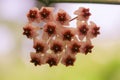 Hoya kerrii found in Thailand Royalty Free Stock Photo