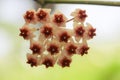 Hoya kerrii found in Thailand Royalty Free Stock Photo