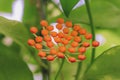 Hoya kerrii found in Thailand Royalty Free Stock Photo