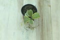 Hoya kerrii variegated heart shape plant