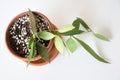 Hoya memoria (Hoya gracilis) houseplant isolated on a white background