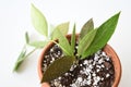 Hoya memoria (Hoya gracilis) houseplant isolated on a white background