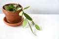 Hoya memoria (Hoya gracilis) houseplant isolated on a white background