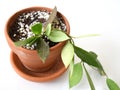 Hoya memoria (Hoya gracilis) houseplant isolated on a white background