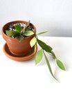 Hoya memoria (Hoya gracilis) houseplant isolated on a white background