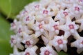 Hoya parasitica flowers Royalty Free Stock Photo