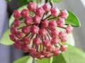 The Hoya plant blossomed its flowers. Beautiful plants and bright flowers.. Details and close-up. Royalty Free Stock Photo