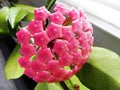 The Hoya plant blossomed its flowers. Beautiful plants and bright flowers.. Details and close-up. Royalty Free Stock Photo