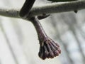 The Hoya plant blossomed its flowers. Beautiful plants and bright flowers.. Details and close-up. Royalty Free Stock Photo