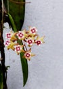 Hoya Plant, great yellow colour