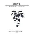 Hoya plant isometric icon in flat style, vector