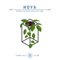 Hoya plant isometric icon in flat style, vector