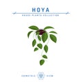 Hoya plant isometric icon in flat style, vector