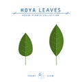 Hoya plant leaf icon in flat style, vector