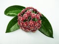 Hoya pubicalyx Pink silver flower and green leaves Royalty Free Stock Photo