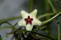 Hoya Retusa white flower Royalty Free Stock Photo