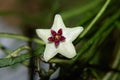 Hoya Retusa white flower