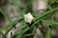Hoya Retusa white flower with Pseudococcus mealybug Royalty Free Stock Photo