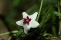 Hoya Retusa white flower Royalty Free Stock Photo