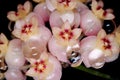 Hoya sp. UT001 Sumatra