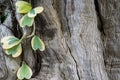 Hoya vine and wooden bark surface background Royalty Free Stock Photo