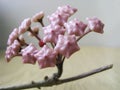 Hoya or wax flower lat. Hoia carnosa is a perennial plant - hoya buds Royalty Free Stock Photo