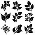 Hoya (Waxplant, Waxvine, Waxflower) Pot Plant Icon Set, Hoya Plant Black White Design, Abstract Hoya Symbol