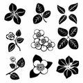 Hoya (Waxplant, Waxvine, Waxflower) Pot Plant Icon Set, Hoya Plant Black White Design, Abstract Hoya Symbol