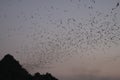 Hpa An, Myanmar: Countless Bats swarming out in the evening dusk