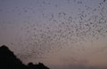 Countless Bats swarming out in the evening dusk