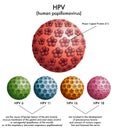 HPV (human papillomavirus)