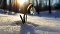 Snowdrops, bokeh background, copy space for text, beginning of spring, macro close-up of snowdrops